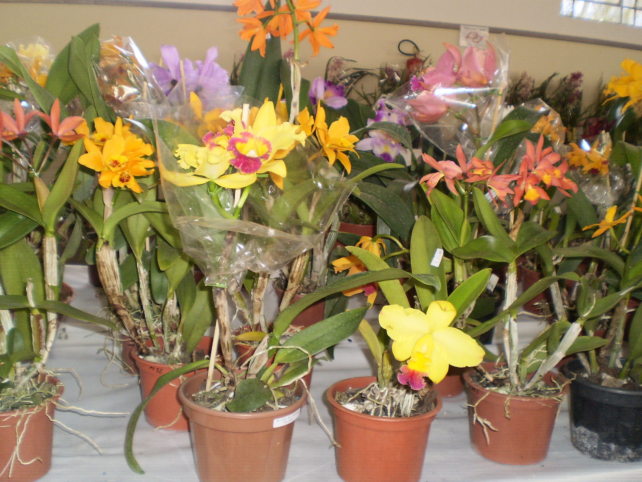 SABSA realiza terceira Exposição de Orquídeas