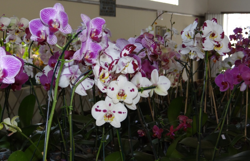 Começa a III Exposição de Orquídeas